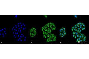 Immunocytochemistry/Immunofluorescence analysis using Mouse Anti-HSP70 Monoclonal Antibody, Clone 5A5 . (HSP70 anticorps  (Atto 488))