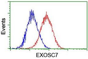 Flow cytometric Analysis of Hela cells, using anti-EXOSC7 antibody (ABIN2455520), (Red), compared to a nonspecific negative control antibody, (Blue).