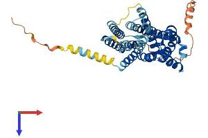 AlphaFold protein structure predicition of Human Recombinant SLC35F2 Protein, UniprotID Q8IXU6