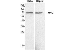 Western Blot (WB) analysis of HeLa, HepG2 cells using MAG Polyclonal Antibody. (MAG anticorps  (Internal Region))