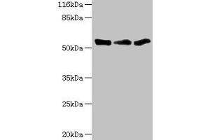Western blot All lanes: TFCP2 antibody at 1. (TFCP2 anticorps  (AA 1-280))
