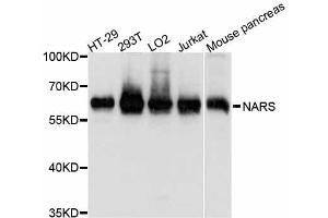Western blot analysis of extracts of various cell lines, using NARS antibody. (NARS anticorps  (AA 309-548))