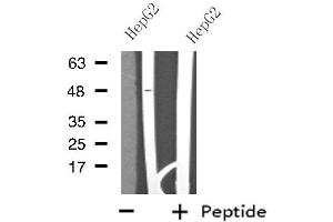 Western blot analysis of extracts from HepG2 cells using MOT14 antibody. (SLC16A14 anticorps  (Internal Region))