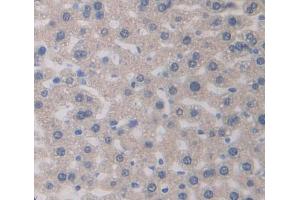 IHC-P analysis of Mouse Tissue, with DAB staining. (PEDF anticorps  (AA 19-389))