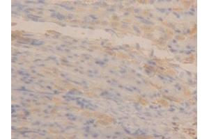 Detection of APOA4 in Mouse Stomach Tissue using Polyclonal Antibody to Apolipoprotein A4 (APOA4)