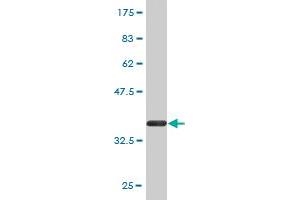 Western Blot detection against Immunogen (36.