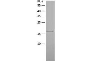 Western Blotting (WB) image for N(alpha)-Acetyltransferase 50, NatE Catalytic Subunit (NAA50) (AA 1-169) protein (His-IF2DI Tag) (ABIN7124098)