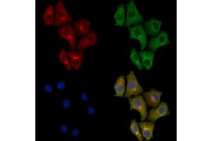 ABIN6259275 and ABIN6273382 staining HepG2 cells by IF/ICC. (PDHA2 anticorps  (C-Term))
