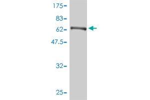 Western Blot detection against Immunogen (84.