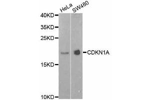 Western blot analysis of extracts of various cell lines, using CDKN1A antibody (ABIN4903234) at 1:1000 dilution. (p21 anticorps)