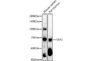 Western blot analysis of extracts of various cell lines, using T antibody (ABIN3022236, ABIN3022237, ABIN3022238, ABIN1513586 and ABIN6218687) at 1:1000 dilution.