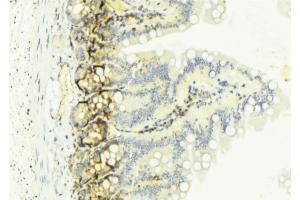 ABIN6274128 at 1/100 staining Mouse colon tissue by IHC-P. (TNFSF13 anticorps  (Internal Region))