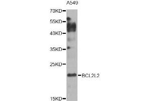 Western blot analysis of extracts of A549 cells, using BCL2L2 Antibody (ABIN5970504) at 1/1000 dilution. (BCL2L2 anticorps)