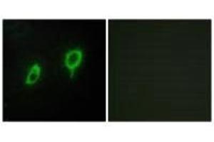 Immunofluorescence analysis of COS7 cells, using 14-3-3 γ antibody.