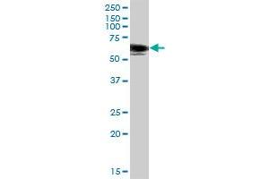 SH2B MaxPab polyclonal antibody.