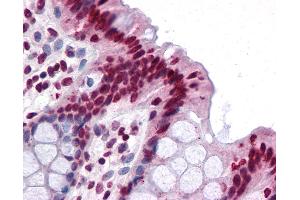 Anti-FAM59B antibody IHC of human colon. (FAM59B anticorps  (C-Term))