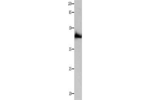 Western Blotting (WB) image for anti-Purinergic Receptor P2Y, G-Protein Coupled, 2 (P2RY2) antibody (ABIN2431743) (P2RY2 anticorps)