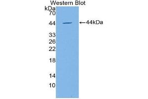 Western Blotting (WB) image for anti-Apolipoprotein C-IV (APOC4) (AA 28-124) antibody (ABIN1866736) (APOC4 anticorps  (AA 28-124))