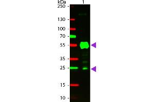 WB - Rat IgG (H&L) Antibody CY3 Conjugated Pre-Adsorbed Western blot of CY3 Conjugated Goat Anti-Rat IgG Pre-Adsorbed secondary antibody. (Chèvre anti-Rat IgG Anticorps (Cy3) - Preadsorbed)