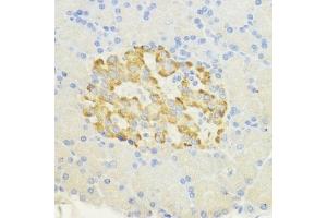 Immunohistochemistry of paraffin-embedded rat pancreatic islet using SURF4 antibody (ABIN7270650) at dilution of 1:200 (40x lens). (Surfeit 4 anticorps  (AA 50-150))