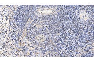 Detection of CASP1 in Porcine Spleen Tissue using Polyclonal Antibody to Caspase 1 (CASP1)