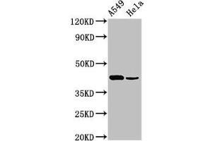 Western Blot Positive WB detected in: A549 whole cell lysate, Hela whole cell lysate All lanes: Pdgfd antibody at 3 μg/mL Secondary Goat polyclonal to rabbit IgG at 1/50000 dilution Predicted band size: 43, 31 kDa Observed band size: 43 kDa (PDGFD anticorps  (AA 24-370))