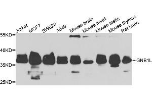 Western blot analysis of extracts of various cell lines, using GNB1L antibody.