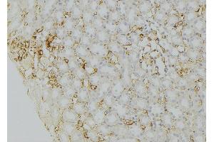 ABIN6272486 at 1/100 staining Mouse kidney tissue by IHC-P. (SEC22B anticorps  (Internal Region))
