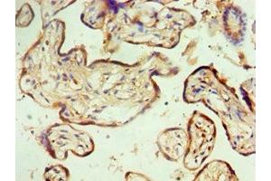 Immunohistochemistry of paraffin-embedded human placenta tissue using ABIN7160641 at dilution of 1:100 (MTMR14 anticorps  (AA 1-280))