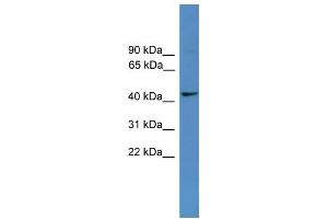 WB Suggested Anti-TAAR5 Antibody Titration: 0. (TAAR5 anticorps  (Middle Region))