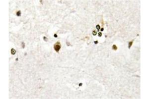 Immunohistochemistry analysis of HES-6 antibody in paraffin-embedded human brain tissue. (HES6 anticorps)