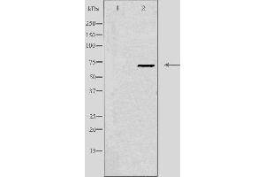 Western blot analysis of extracts from COS cells, using CEP70 antibody. (CEP70 anticorps  (Internal Region))
