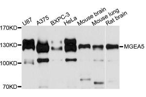 Western blot analysis of extracts of various cell lines, using MGEA5 antibody (ABIN5996598) at 1/1000 dilution. (MGEA5 anticorps)