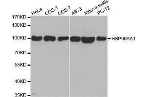 Western blot analysis of extracts of various cell lines, using HSP90AA1 antibody. (HSP90AA1 anticorps  (AA 433-732))