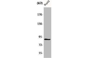 Western Blot analysis of HepG2 cells using CDC46 Polyclonal Antibody