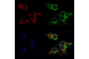 ABIN6262098 and ABIN6269010 staining HepG2 by IF/ICC. (HSPA9 anticorps  (C-Term))