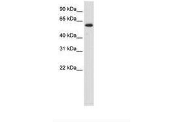 DIS3L2 antibody  (N-Term)