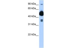 Western Blotting (WB) image for anti-FIC Domain Containing (FICD) antibody (ABIN2463018) (FICD anticorps)