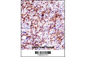 PRSS27 Antibody immunohistochemistry analysis in formalin fixed and paraffin embedded human pancreas tissue followed by peroxidase conjugation of the secondary antibody and DAB staining. (PRSS27 anticorps  (C-Term))