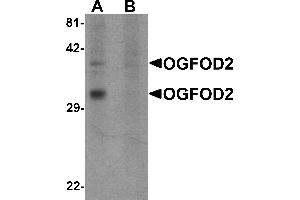 Western blot analysis of OGFOD2 in 293 cell lysate with OGFOD2 antibody at 1 µg/mL in (A) the absence and (B) the presence of blocking peptide. (OGFOD2 anticorps  (Middle Region))