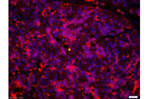 Formalin-fixed and paraffin-embedded liver of mouse embryo labeled with Anti-LTB4-R1/BLTR Polyclonal Antibody, Unconjugated 1:200, overnight at 4°C, The secondary antibody was Goat Anti-Rabbit IgG, Alexa Fluor 647 conjugated-A647)used at 1:200 dilution for 40 minutes at 37°C.