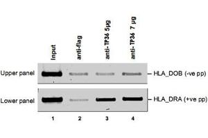 ChIP results obtained with the RFXAP polyclonal antibody . (RFXAP anticorps)