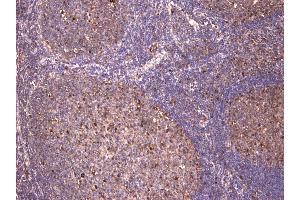 (ABIN5539622) (8 μg/mL) staining of paraffin embedded Human Tonsil. (c-FOS anticorps  (AA 283-295))