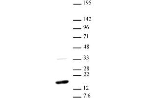 Western blot of Histone H3 dimethyl Lys36 antibody. (Histone 3 anticorps  (H3K36me2))