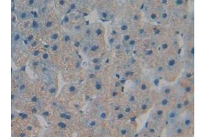 IHC-P analysis of Human Liver Tissue, with DAB staining. (TOR1B anticorps  (AA 98-327))