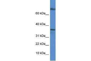 WB Suggested Anti-Tcea1 Antibody   Titration: 1. (TCEA1 anticorps  (C-Term))