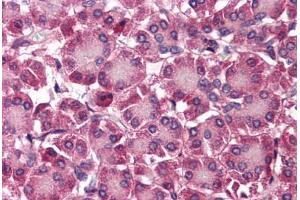 anti-Septin 4 (SEPT4) (N-Term) antibody