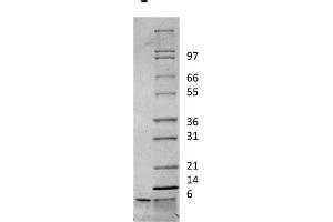 SDS-PAGE of Rat Insulin-like Growth Factor I Recombinant Protein SDS-PAGE of Rat Insulin-like Growth Factor I Recombinant Protein.