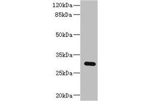Western blot All lanes: BPGM antibody at 2. (BPGM anticorps  (AA 1-259))