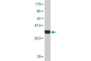 Western Blot detection against Immunogen (36.